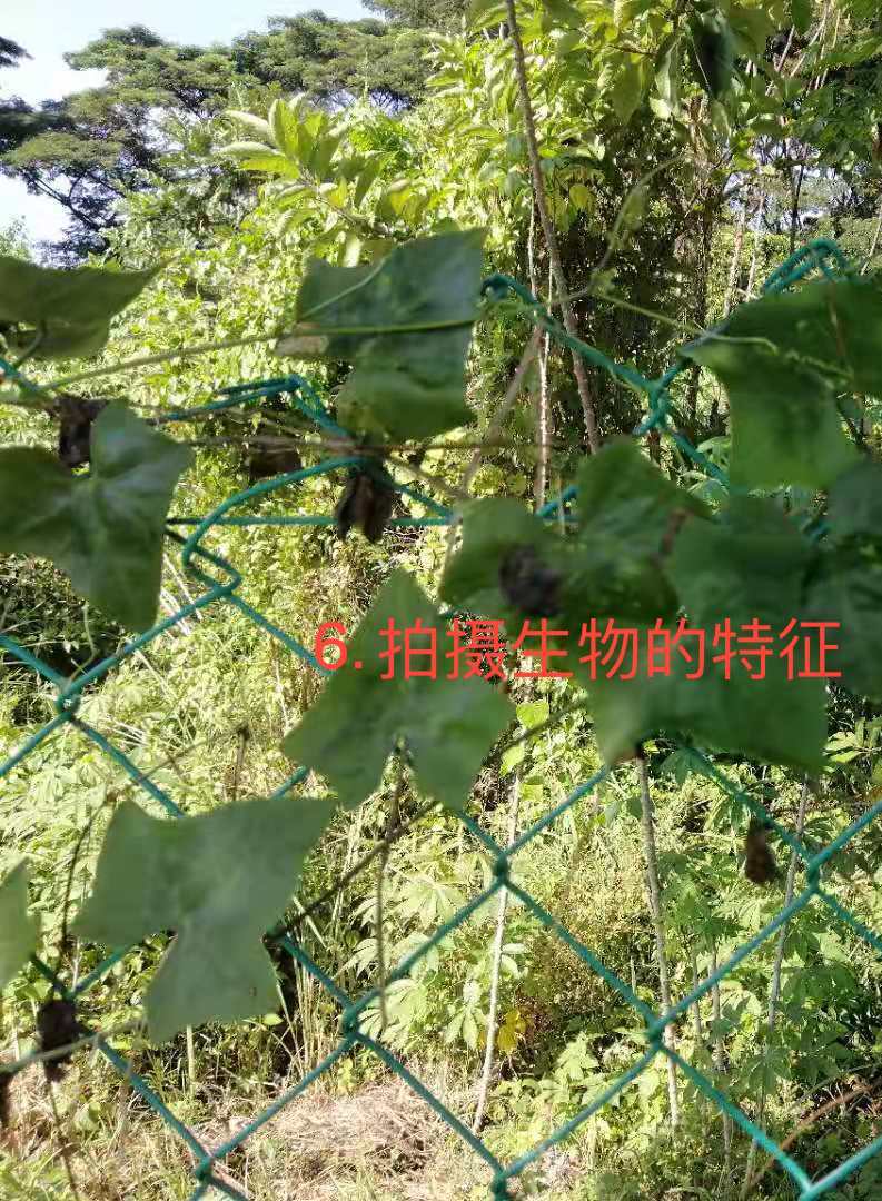 android- inaturalist6